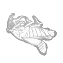 Dried Cicada