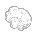 Rat Liver